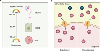 Bioelectric Dysregulation in Cancer Initiation, Promotion, and Progression